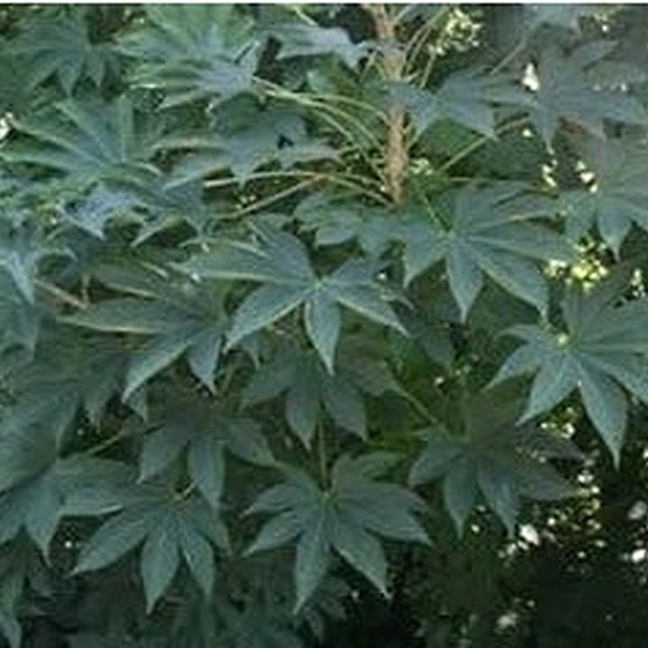 Kalopanax Septemlobus Seeds for Planting [neera-v5-d8272f18aaf7b2b5f74d]