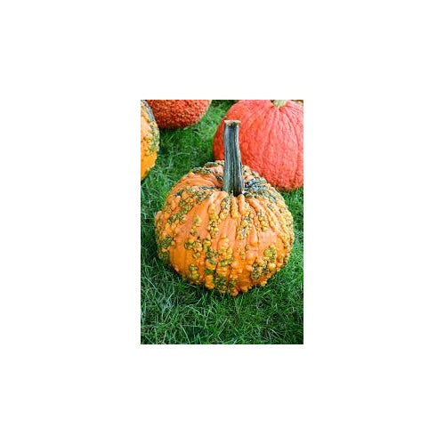 Warty Pumpkin Vegetable Seeds for Planting [neera-v5-d8384ebae0c6f7677c47]