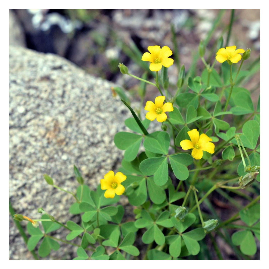 African Oxalis Flower Heirloom Non Gmo For Planting Vibrant Blooms Flower Seeds for Home Garden [neera-v5-d841f322f9da3a38b0c9]
