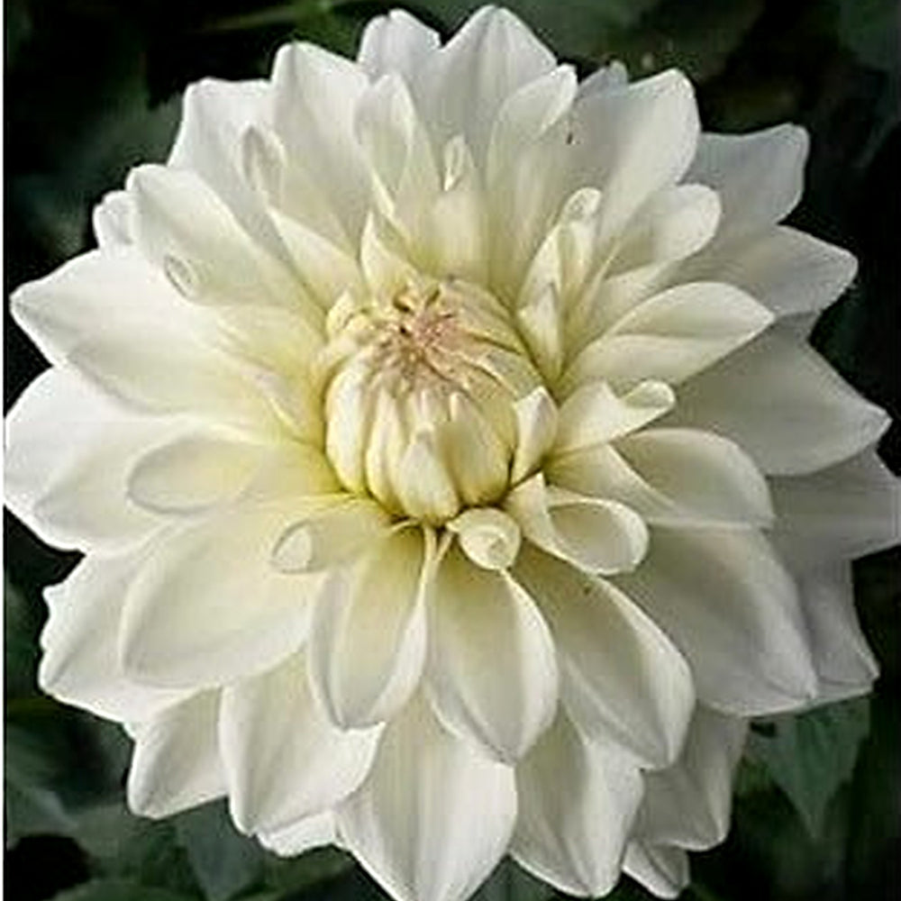White Dahlia Flower Seeds for Planting [neera-v5-d844e0986a3c6fa344cd]