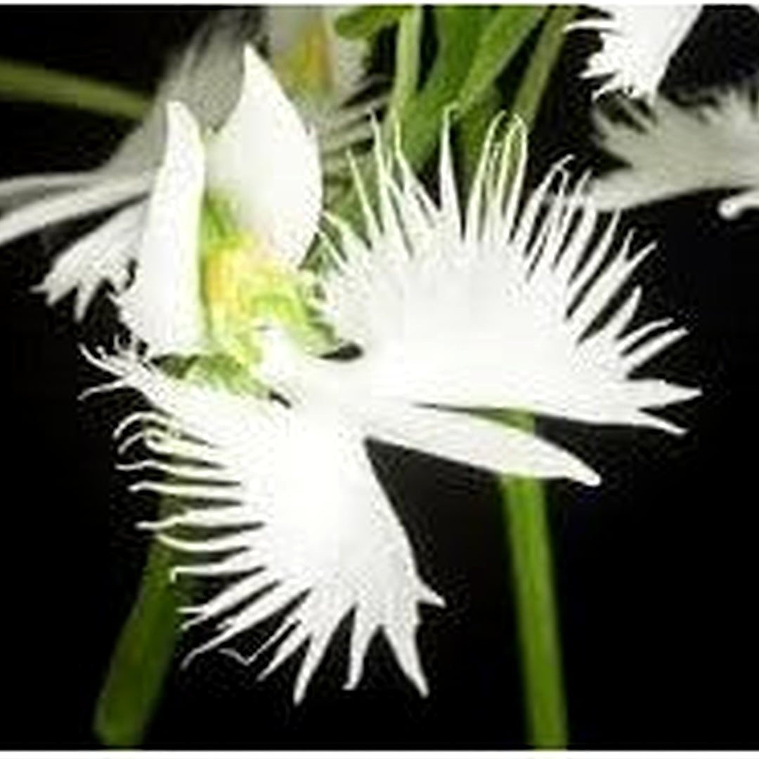 Egret Orchid Flower For Planting Hierloom Flower Flower Seeds for Home Garden Planting, Landscape [neera-v5-d8452965cf00f2bbff7d]