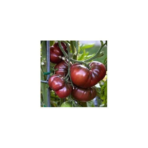 Heirloom Black Krim Tomato Vegetable Seeds for Planting [neera-v5-d846ff6b159e290fe315]