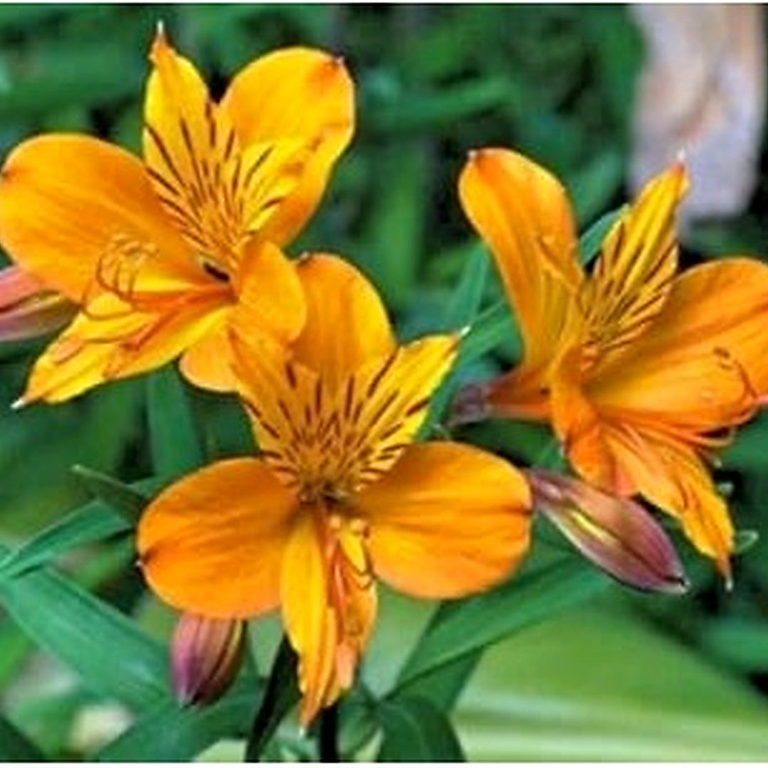 Yellow Heirloom Non Gmo Alstroemeria Flower For Planting Bright Peruvian Lily Blooms Flower Seeds [neera-v5-d8485b6bfb1a0476980f]