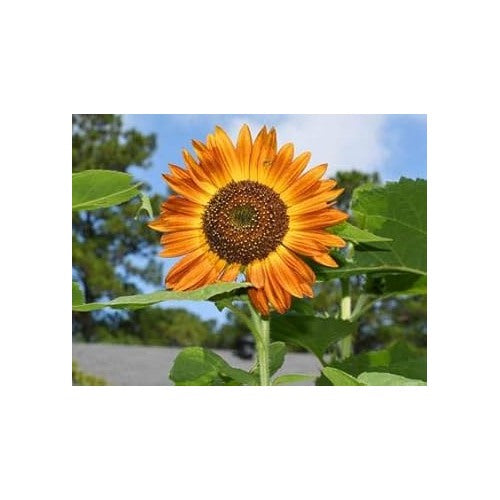 Heirloom Non-GMO Sunflower Seeds [neera-v5-d8527cdc3ba631e35449]