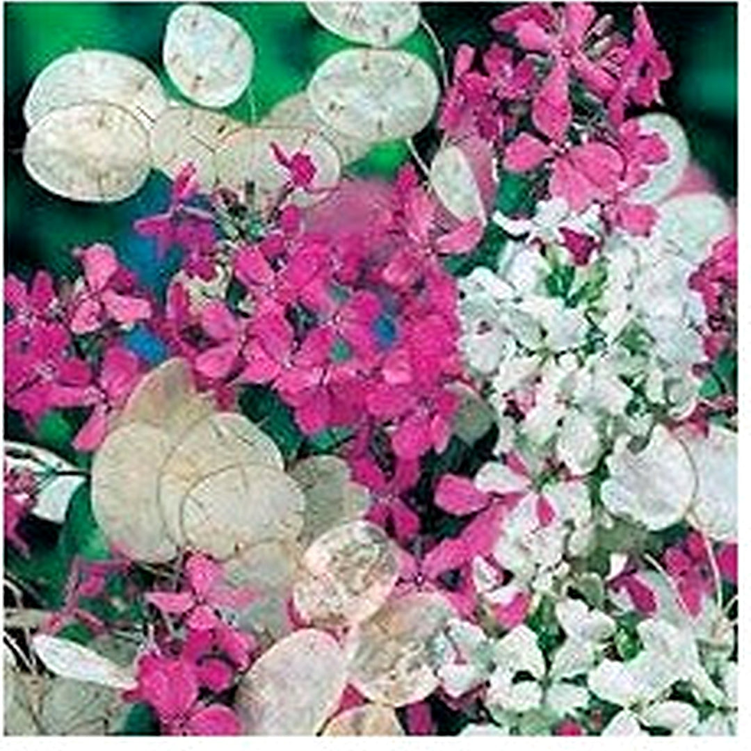 White Money Plant Lunaria Biennis Growing Beautiful Decorative Flowers Flower Seeds Home [neera-v5-d8547a226d1080299a87]