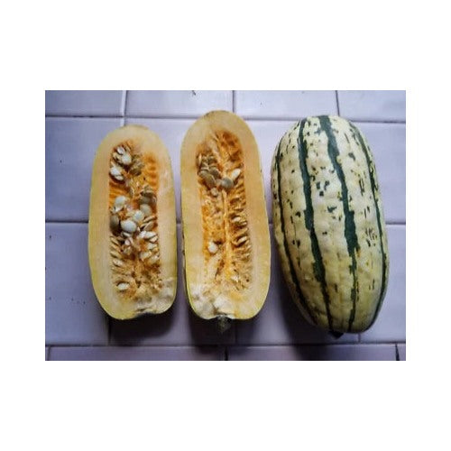 Planting Delicata Squash Sweet Potato Pumpkin Carnival Dumpling Harvested Heirloom Non Gmo [neera-v5-d8562214f68af3360ccb]