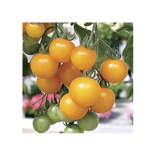 Light Yellow Tomato Seeds for Planting [neera-v5-d856710f49cc7ce56364]