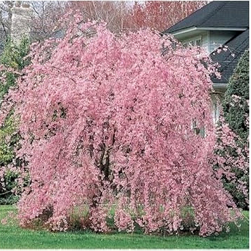 Baby Pink Weeping Forsythia Flower Seeds for Garden Planting [neera-v5-d85a6968ae248595dda9]