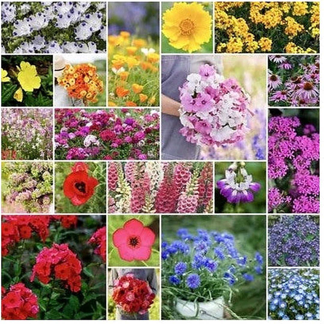 Partial Shade Wildflower Planting Perennial Annual Non Gmo Usa Free Ship Heirloom Flower Seeds [neera-v5-d85f4669724a0316ad6a]