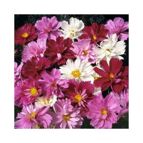 Cosmos Psyche Mix Beautiful Frilly Double Petals High Non Gmo Heirloom Flower Seeds Home Garden [neera-v5-d861dd523d5f778d9c75]