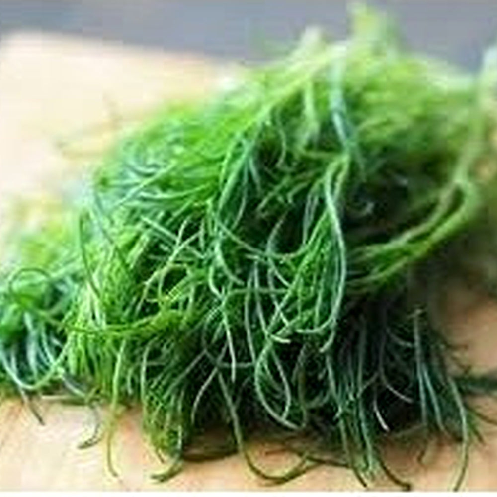 Saltwort Seeds for Medicinal Herb & Tea Garden [neera-v5-d862361142a2c2468bce]