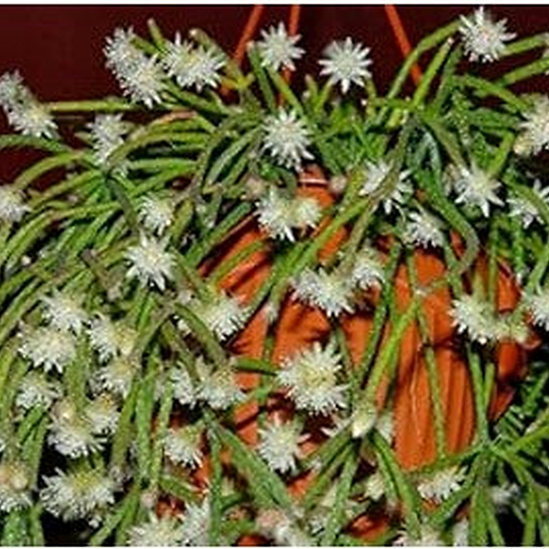 Pilocarpa White Flower Seeds for Planting [neera-v5-d8638934d0c7234dfc54]