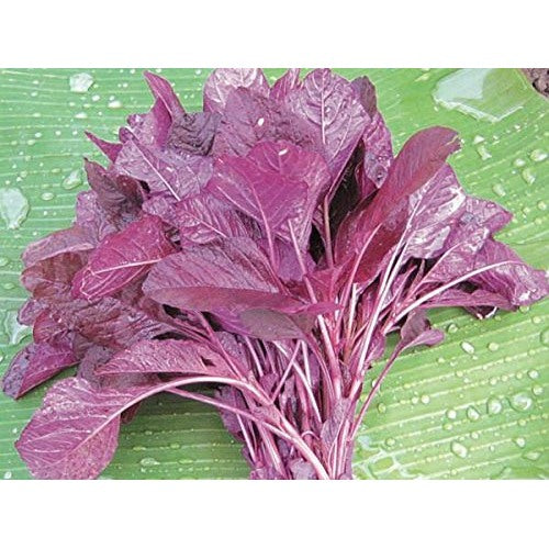 Amaranth Red Leaf Seeds for Planting [neera-v5-d867312aeb6b26b3f817]