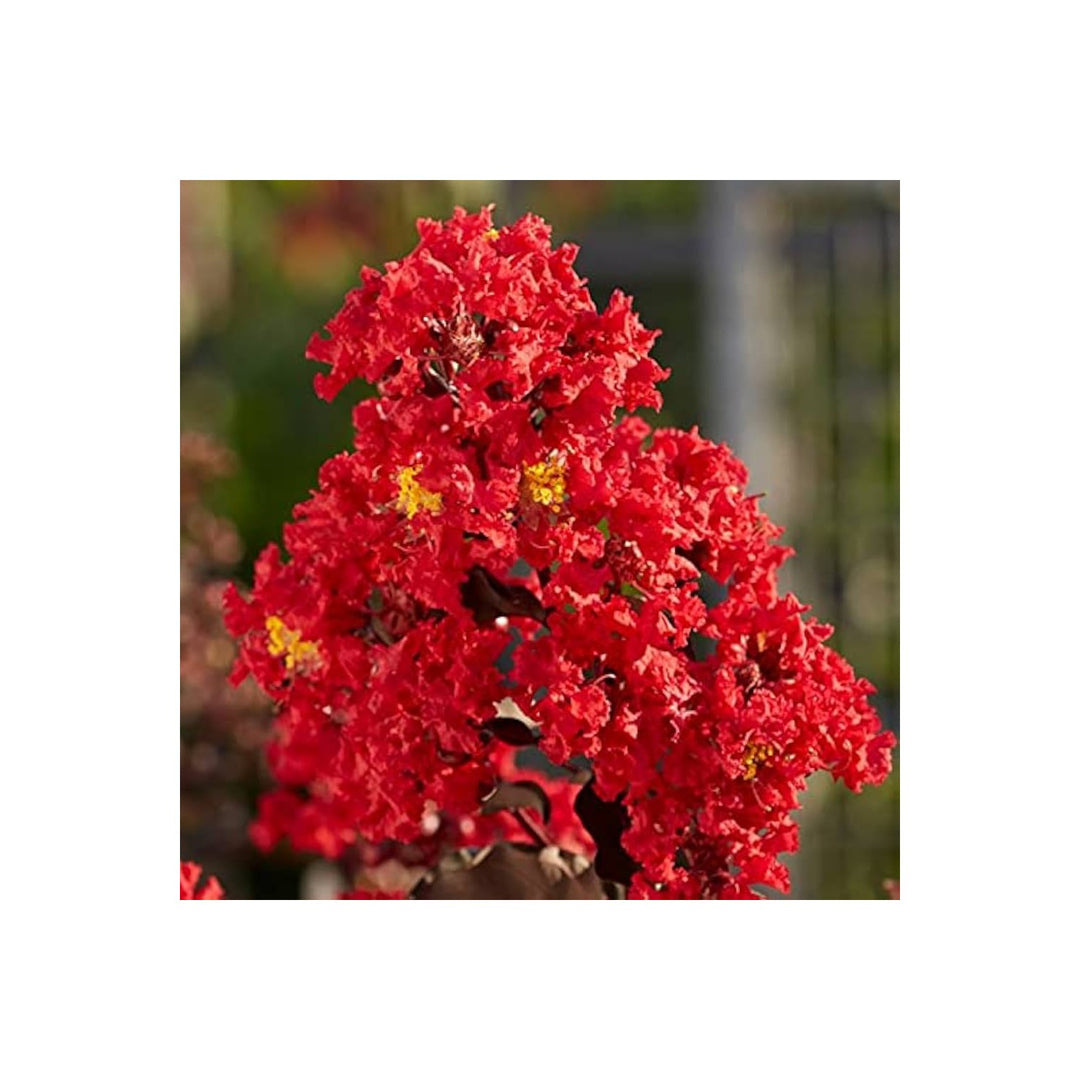 Red Crape Tree Flower For Planting Flower Seeds for Home Garden Planting, Lush Organic Blooming [neera-v5-d86c0637f95bb97049fa]