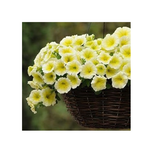Yellow & White Heirloom Petunia Flower Seeds [neera-v5-d86e08f6ab689da8b4ba]