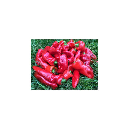 Melrose Hot Pepper Seeds for Planting [neera-v5-d873500fb7ea85b1e256]