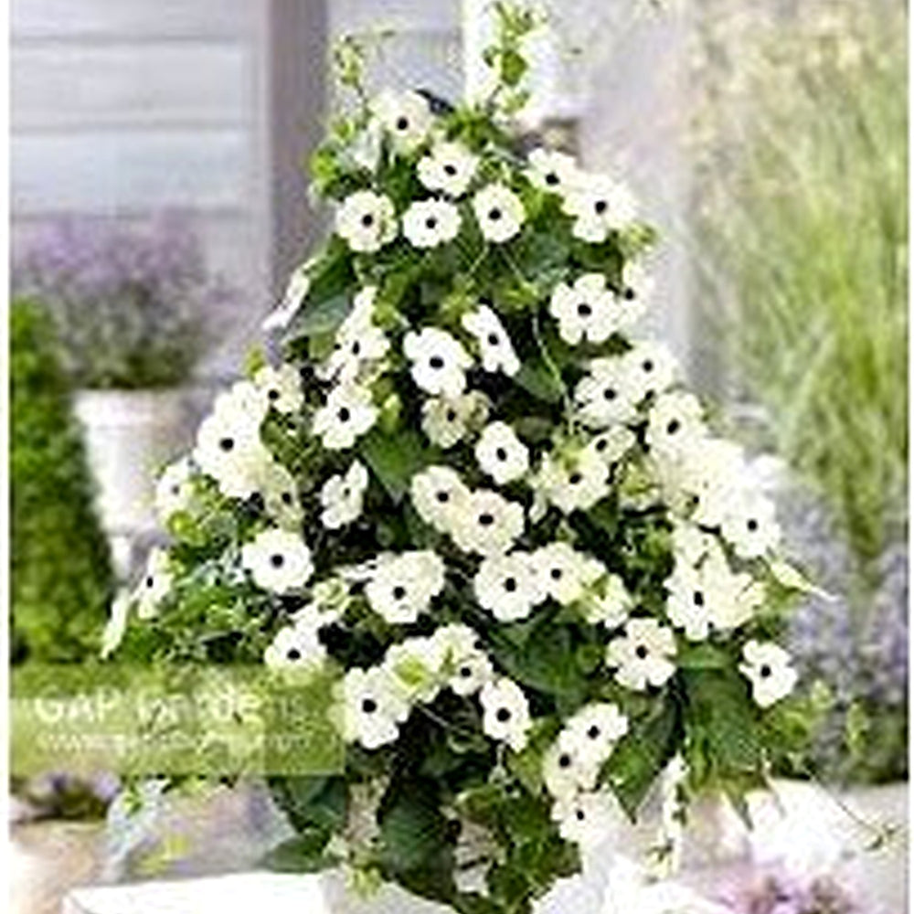 White Thunbergia Flower Seeds [neera-v5-d87df9f4897671e1be95]