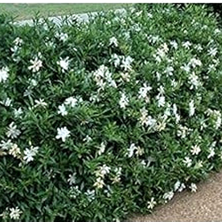 White Jasminoides Seeds for Planting [neera-v5-d884689ba29cc46f69e3]