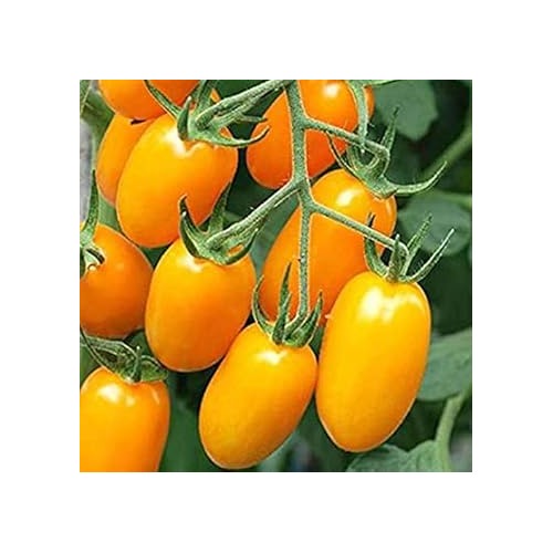 Heirloom Non-GMO Yellow Tomato Seeds for Planting [neera-v5-d88fa02488e67b89f038]