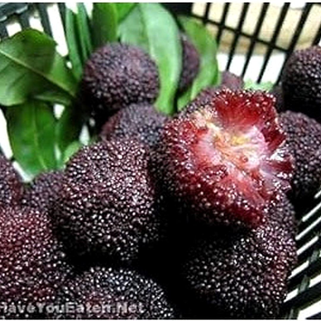 Black Arbutus Bayberry Fruit Seeds for Planting [neera-v5-d894faa7d85ceebc2862]