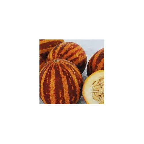 Breast Melon Plant Seeds for Planting [neera-v5-d895d3bb23b7f1ab9858]