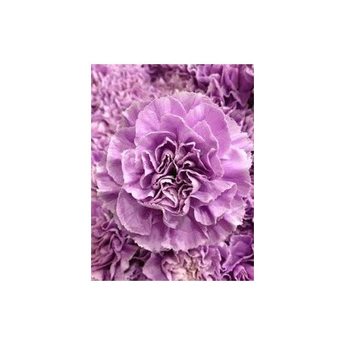 Heirloom Lavender Carnation Flower Seeds, Non-GMO Fragrant Blooms for Planting [neera-v5-d896ad0342b591c1fa35]