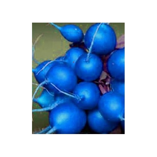 Blue Radish Seeds for Planting [neera-v5-d89eb63133e0c6b9b211]