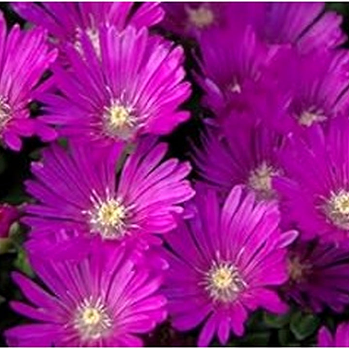 Pink Delosperma Flower Seeds for Planting [neera-v5-d8a174b2d3e9c6a72fe6]