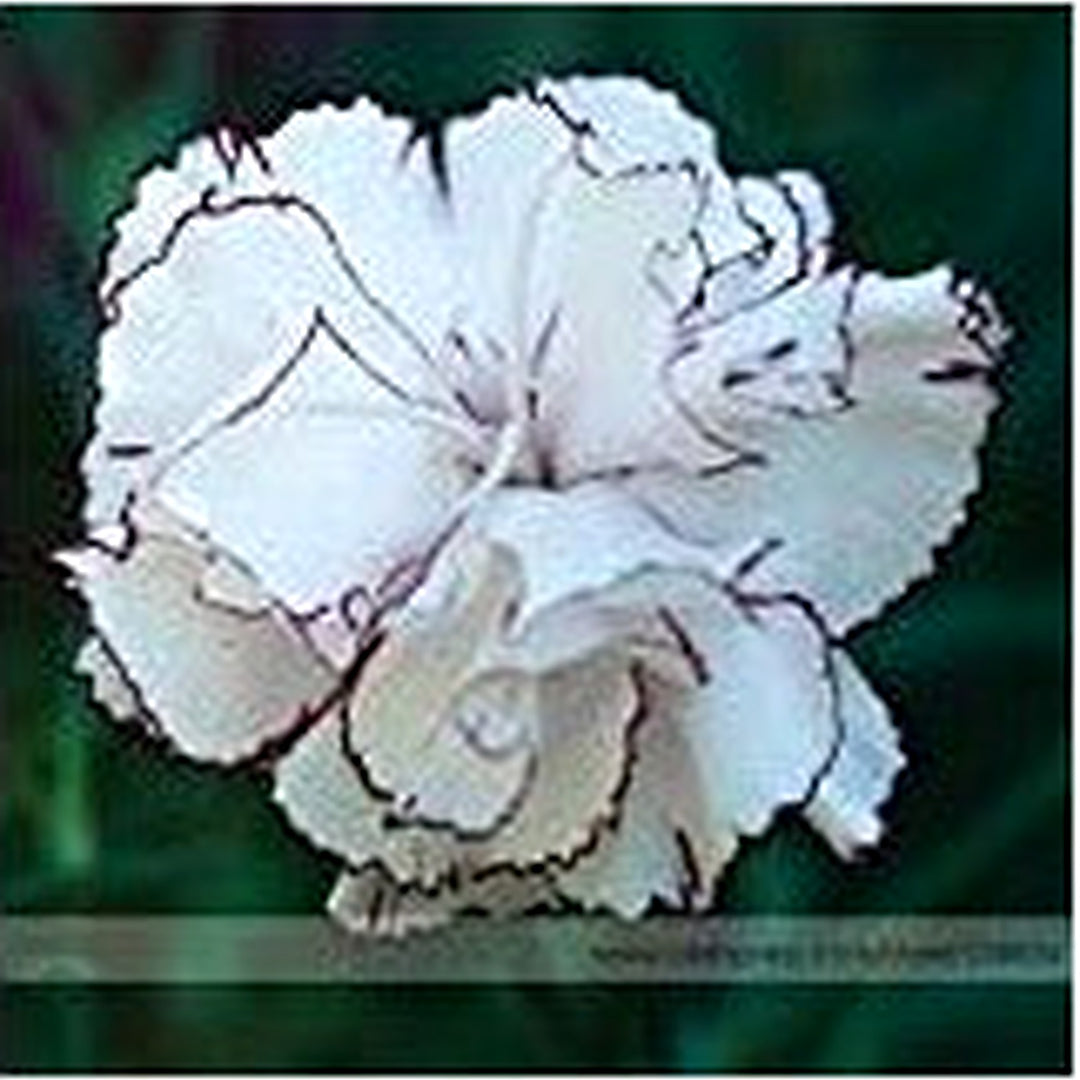 White Crimson Rim Flower Seeds for Planting [neera-v5-d8aa7e0cf1f594647f35]