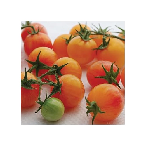 Pink Yellow Tomato Vegetable Seeds for Planting [neera-v5-d8b7eda4af9c80dd6a28]