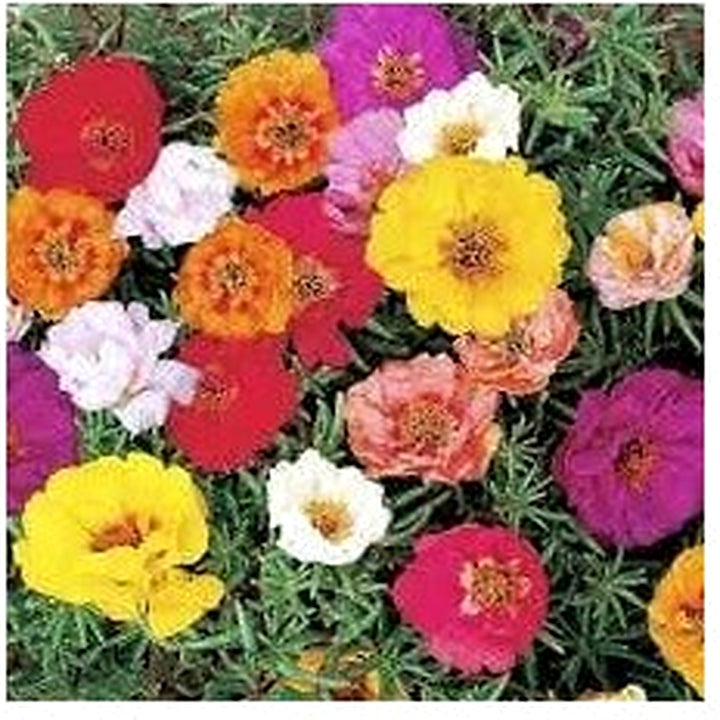 Heirloom Non-GMO Grandiflora Flower Seeds for Planting [neera-v5-d8bc630d8fd881d9a0a2]