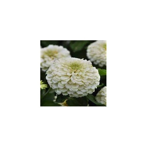 Heirloom White Zinnia Salmon Flower Seeds for Planting [neera-v5-d8c3c60a3056cbf0e734]