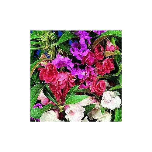 Double Camellia Impatiens Impatiens Walleriana Flower For Planting Flower Seeds for Home Garden [neera-v5-d8c48e972770fb600042]