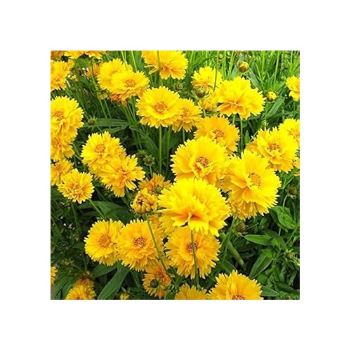 Yellow Coreopsis Flower Seeds [neera-v5-d8d115796c5f87aec562]
