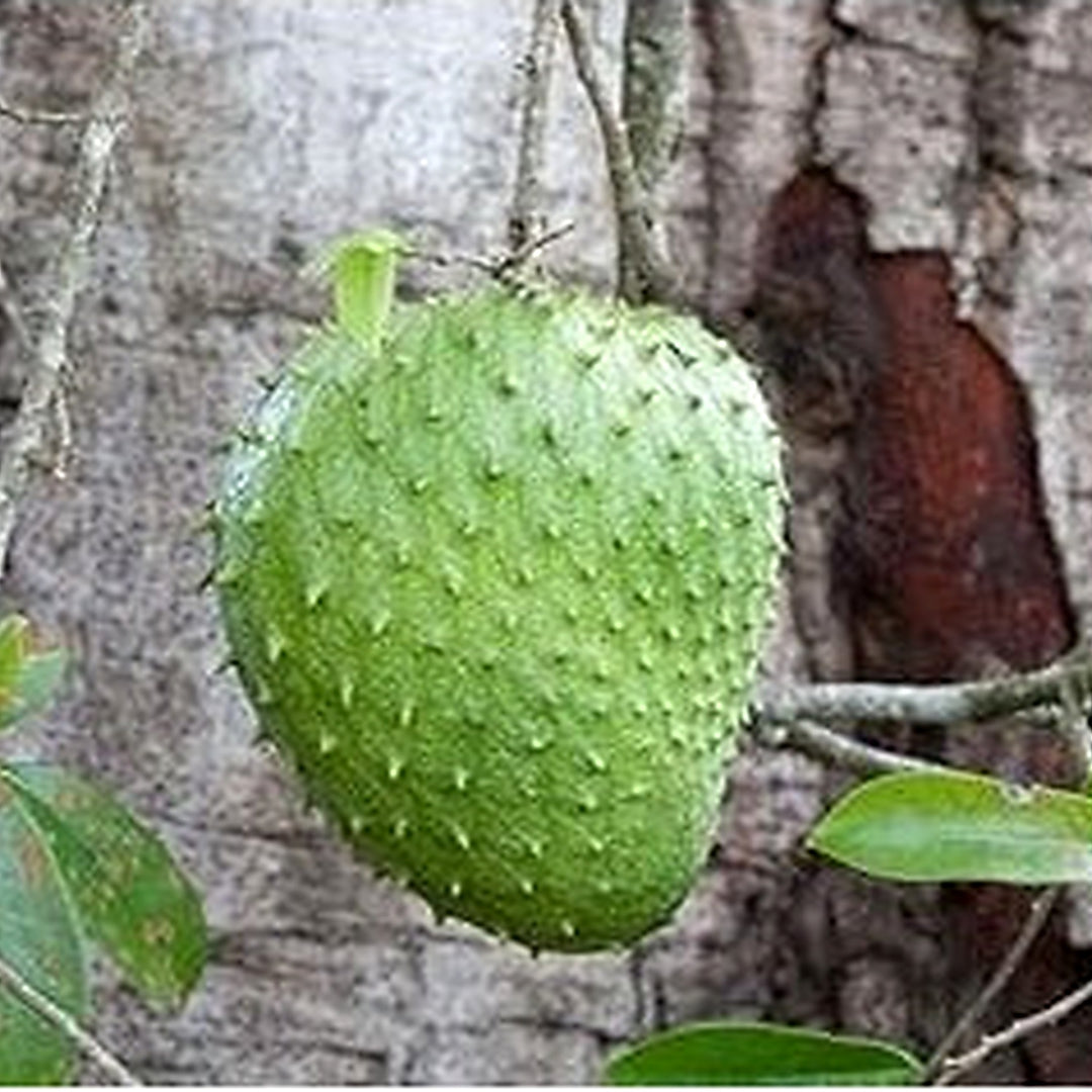 Graviola Guanabana Fruit Seeds [neera-v5-d8db243e8c3c4399c023]