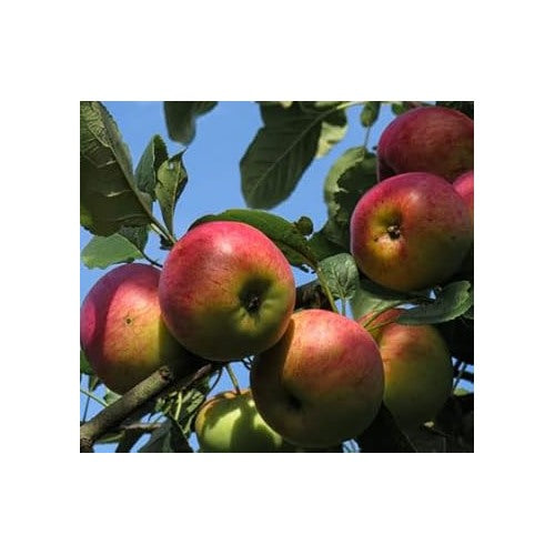 Pink and Yellow Apple Fruit Seeds [neera-v5-d8db65f695c4d2c127aa]