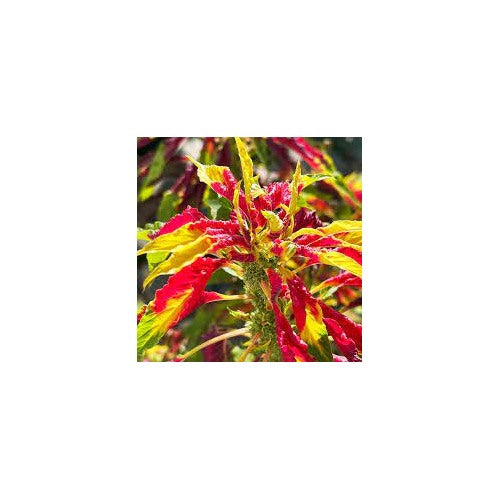 Amaranthus Tricolor Seeds for Planting [neera-v5-d8e2d0f5033f59fc53ae]