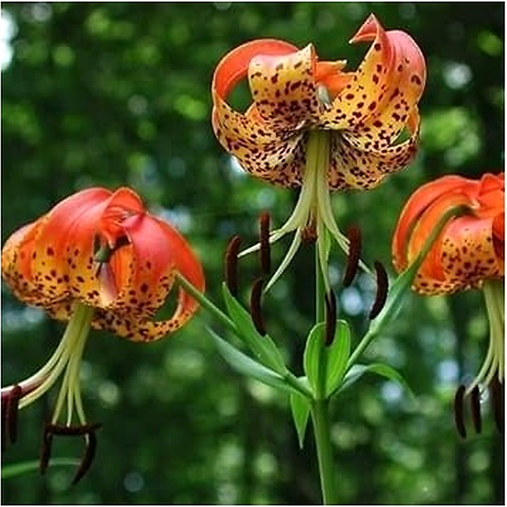 Heirloom Orange Lilium Flower Seeds for Planting [neera-v5-d8ebb03f3421ef99b52a]