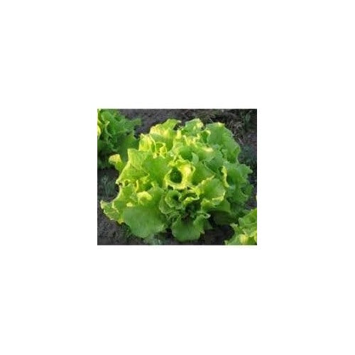 Lettuce Seeds for Planting [neera-v5-d8fe68e27f26f51b2717]