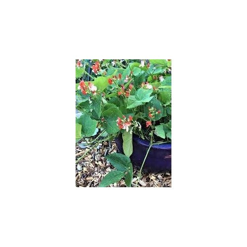 Bean Seeds for Planting | Heirloom, Non-GMO, High Germination Organic Garden Seeds [neera-v5-d8ff0ded2a64952ee066]