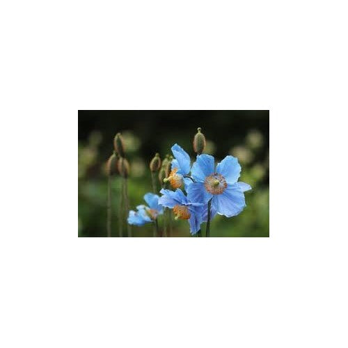 Blue Rose Adenium Plant Seeds for Planting [neera-v5-d90cd417091060c79540]