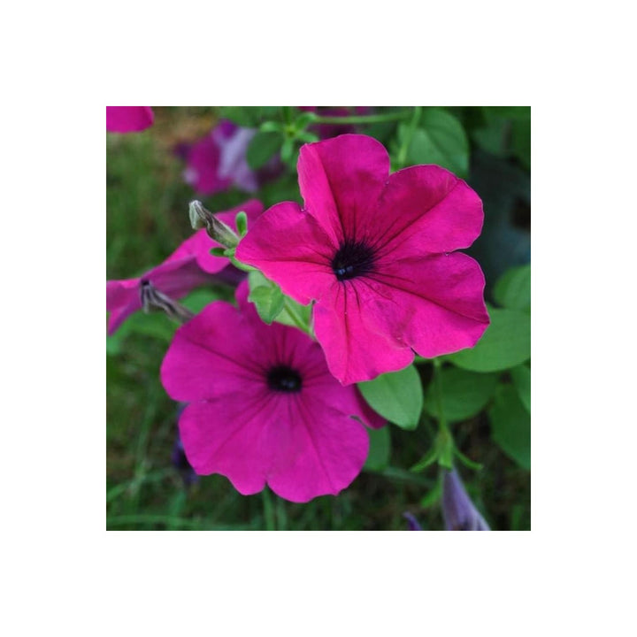 Tidal Wave Cherry Petunia Petunia Hybrid For Cascading Garden Displays And Hanging Baskets Flower [neera-v5-d90efa4b38189560ecb2]