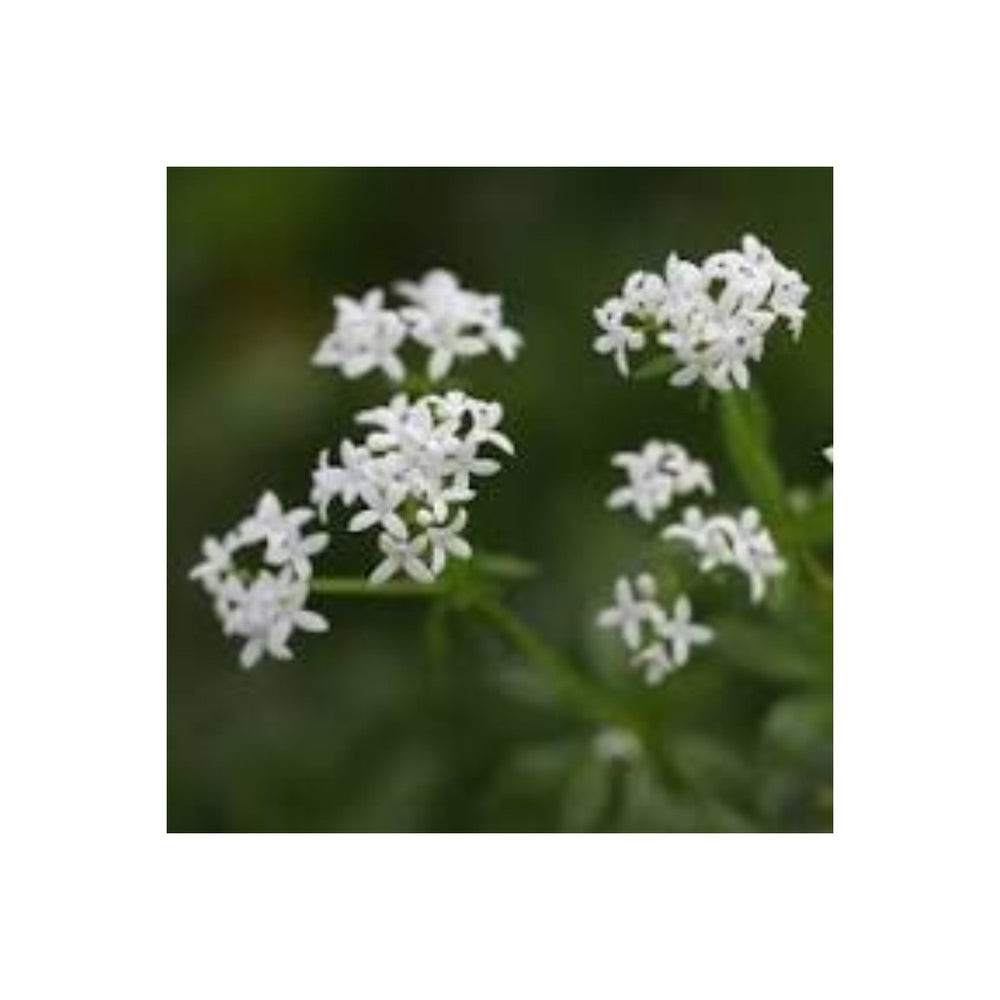 Sweet Woodruff (Galium odoratum) Flower Seeds for Planting [neera-v5-d90f249afc2c6b9b912f]