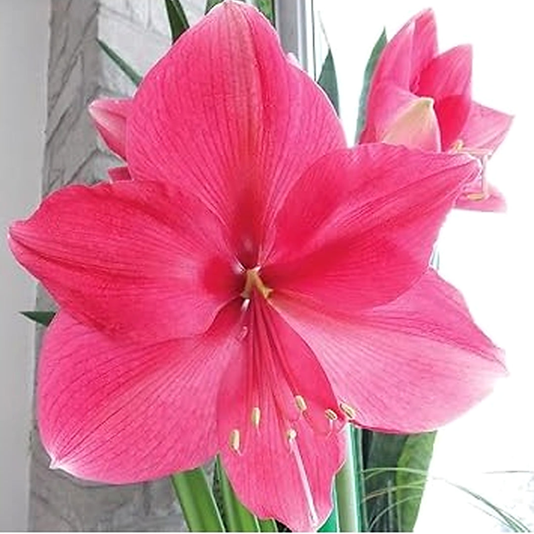 Pink Amaryllis Flower Seeds for Planting [neera-v5-d911f1db0d40cf769e3c]