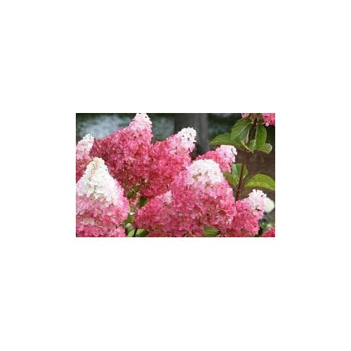 Vanilla Strawberry Plant Seeds [neera-v5-d913d3877fd267904449]