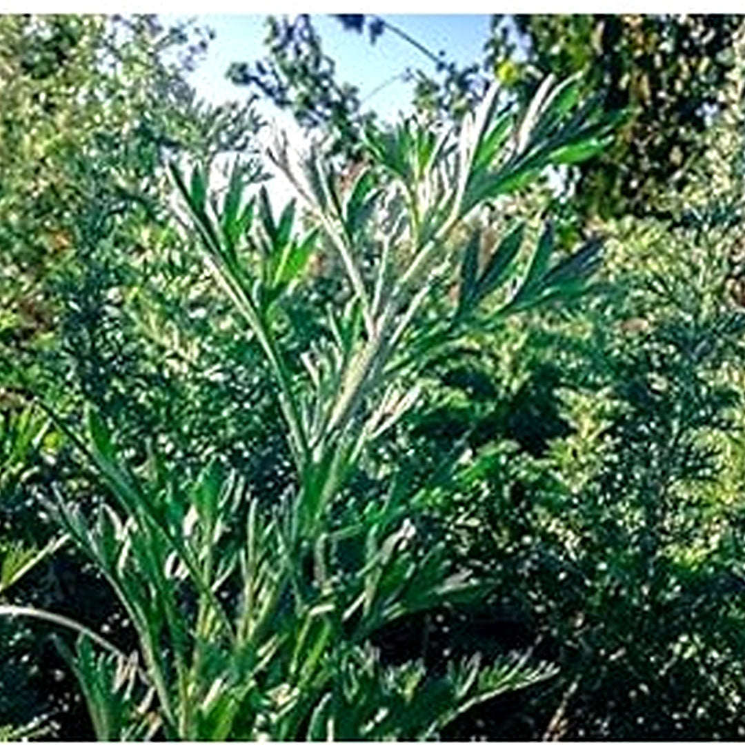 Green Absinthe Plant Seeds for Planting [neera-v5-d91d3396949436b433d9]