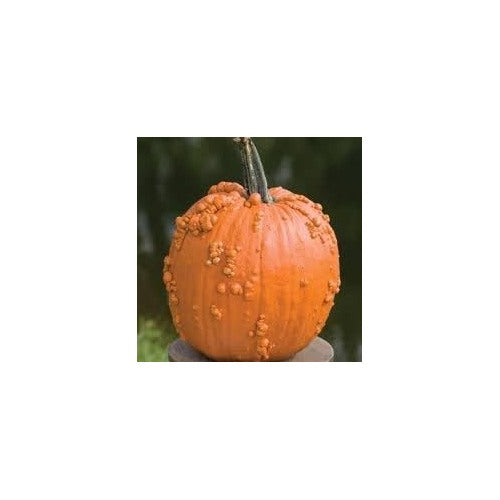 Knuckle Head Pumpkin Seeds for Planting [neera-v5-d91e3d05b3284576055d]