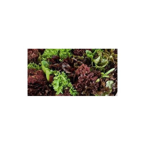 Indoor Lettuce Mix Seeds for Planting [neera-v5-d94111d13d7079684b64]