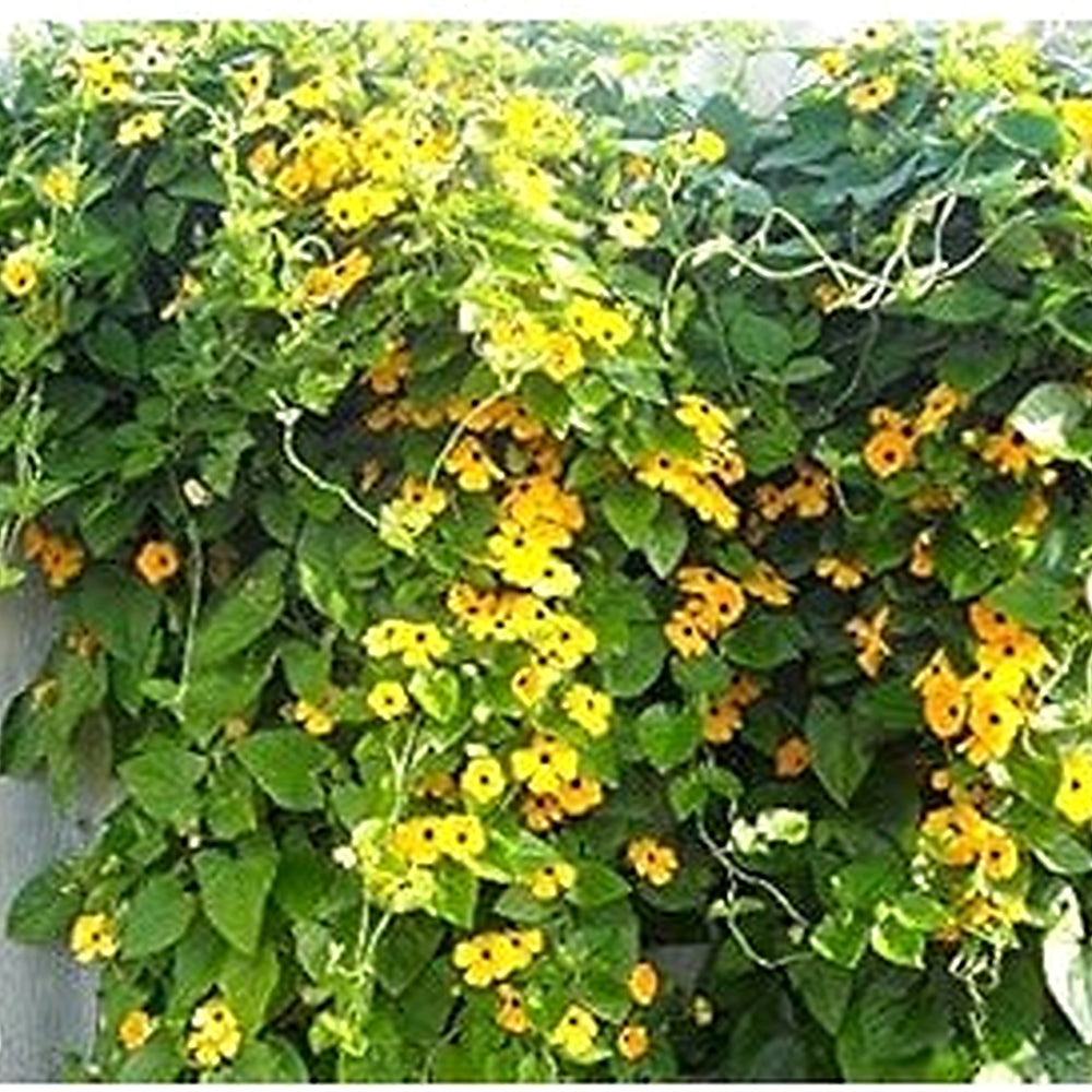 Yellow Thunbergia Seeds for Planting [neera-v5-d966e0dad9ca2f8ece9c]
