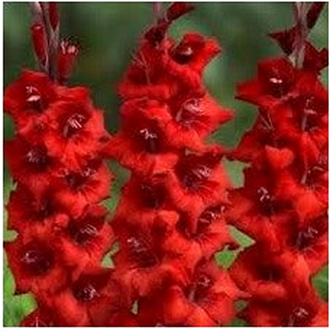 Red Gladiolus Flower Seeds for Planting [neera-v5-d969527e84e791fbade4]